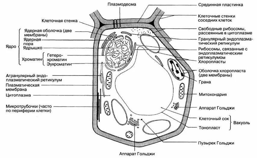 Строение растительной клетки ЕГЭ биология. Нарисовать строение растительной клетки. Структура растительной клетки схема. Растительная клетка ЕГЭ биология рисунок.