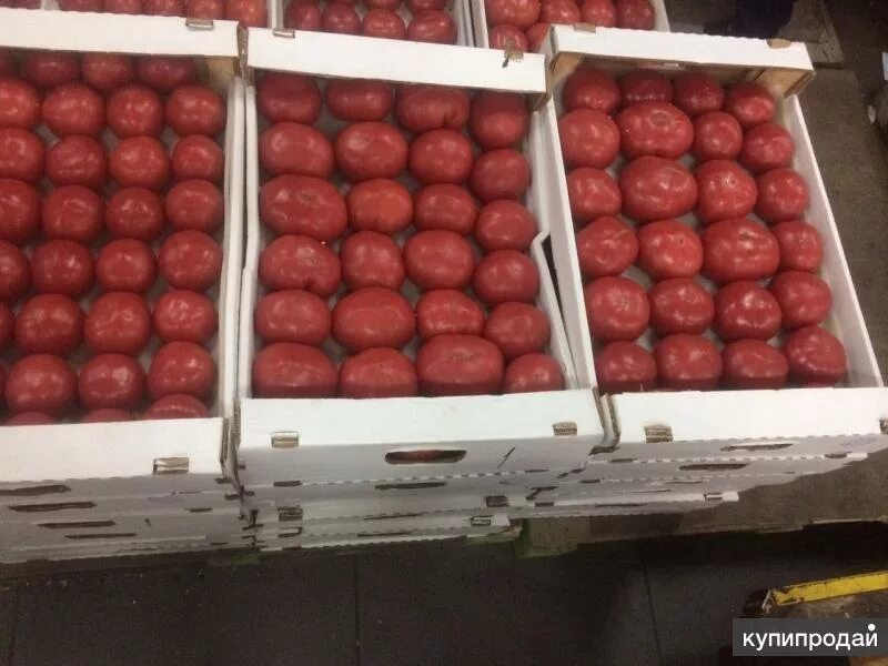 Дагестанские помидоры. Помидоры в коробках. Помидоры в ящике. Розовые помидоры в ящиках.