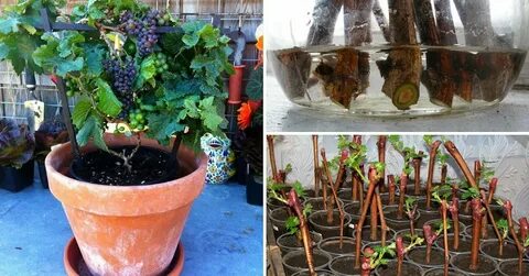 Можно ли выращивать виноград