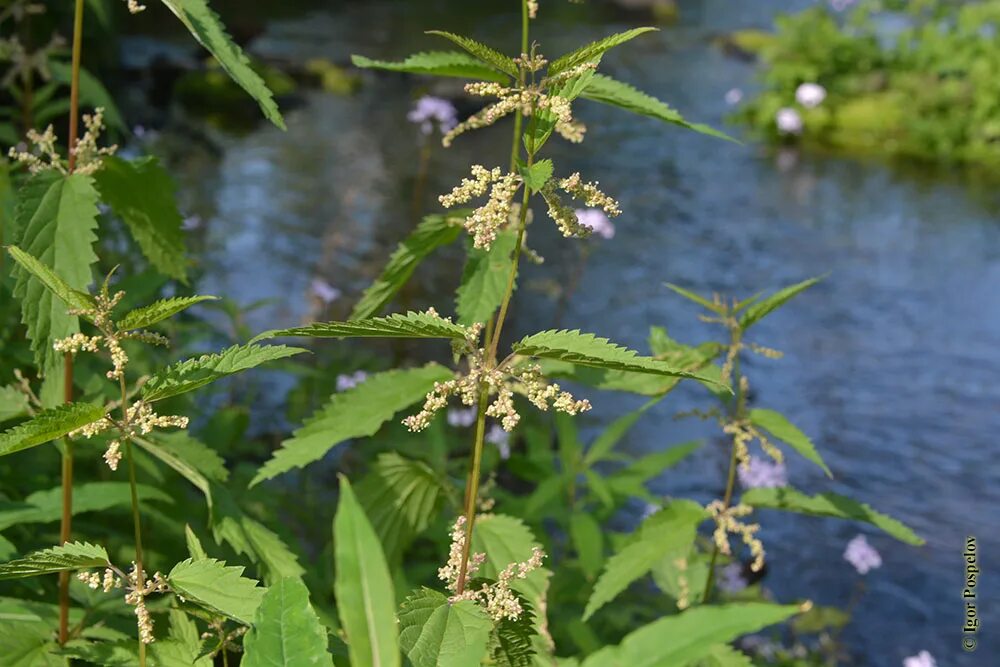 Крапива река. Крапива пикульниколистная. Как цветет крапива фото. 109. Urtica galeopsifolia wierzb. Ex Opiz..