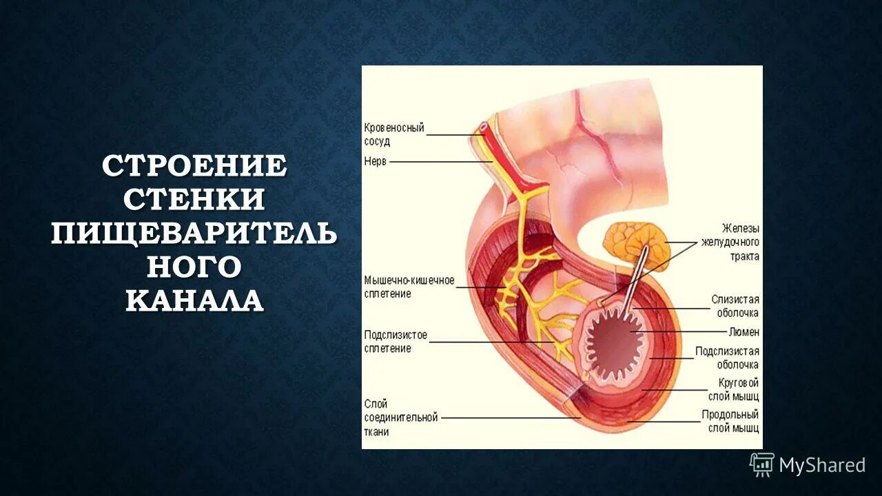 Слизистая оболочка пищеварительного канала