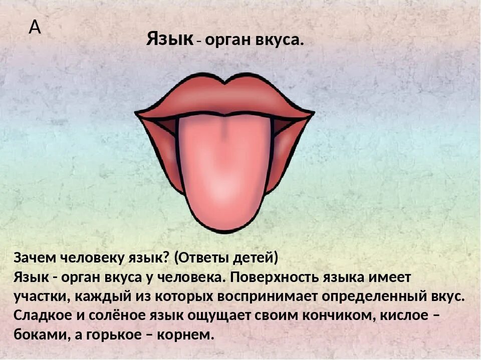 Язык насколько. Язык орган чувств.