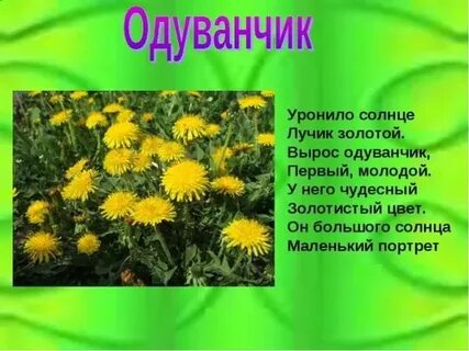 Загадка про одуванчик 1 класс