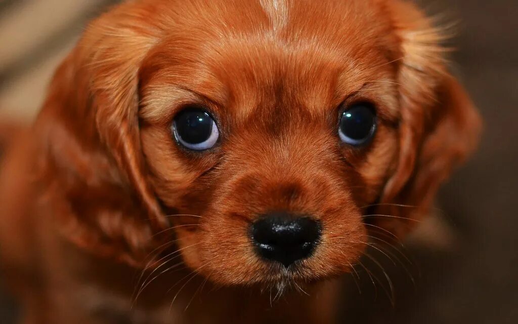 щенки очень. ачки. красивые щенки. маленькие миленькие щенки. красивые щенки.