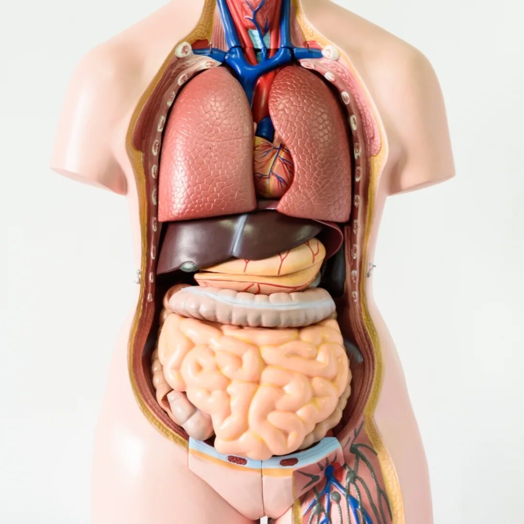 Здоровые органы человека. Человеческий организм. Внутренние органы человека в живую.