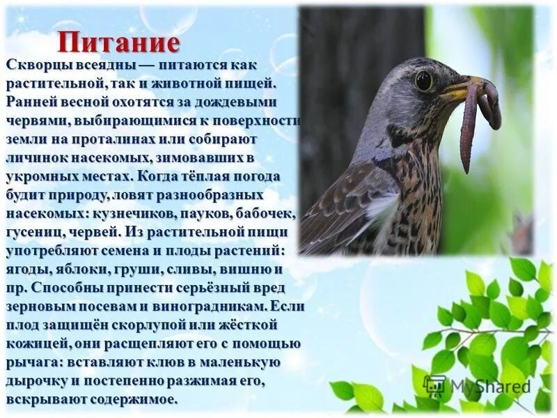 Сколько живут скворцы. Чем питаются скворцы. Скворец описание. Скворец питается. Чем питается скворец для детей.