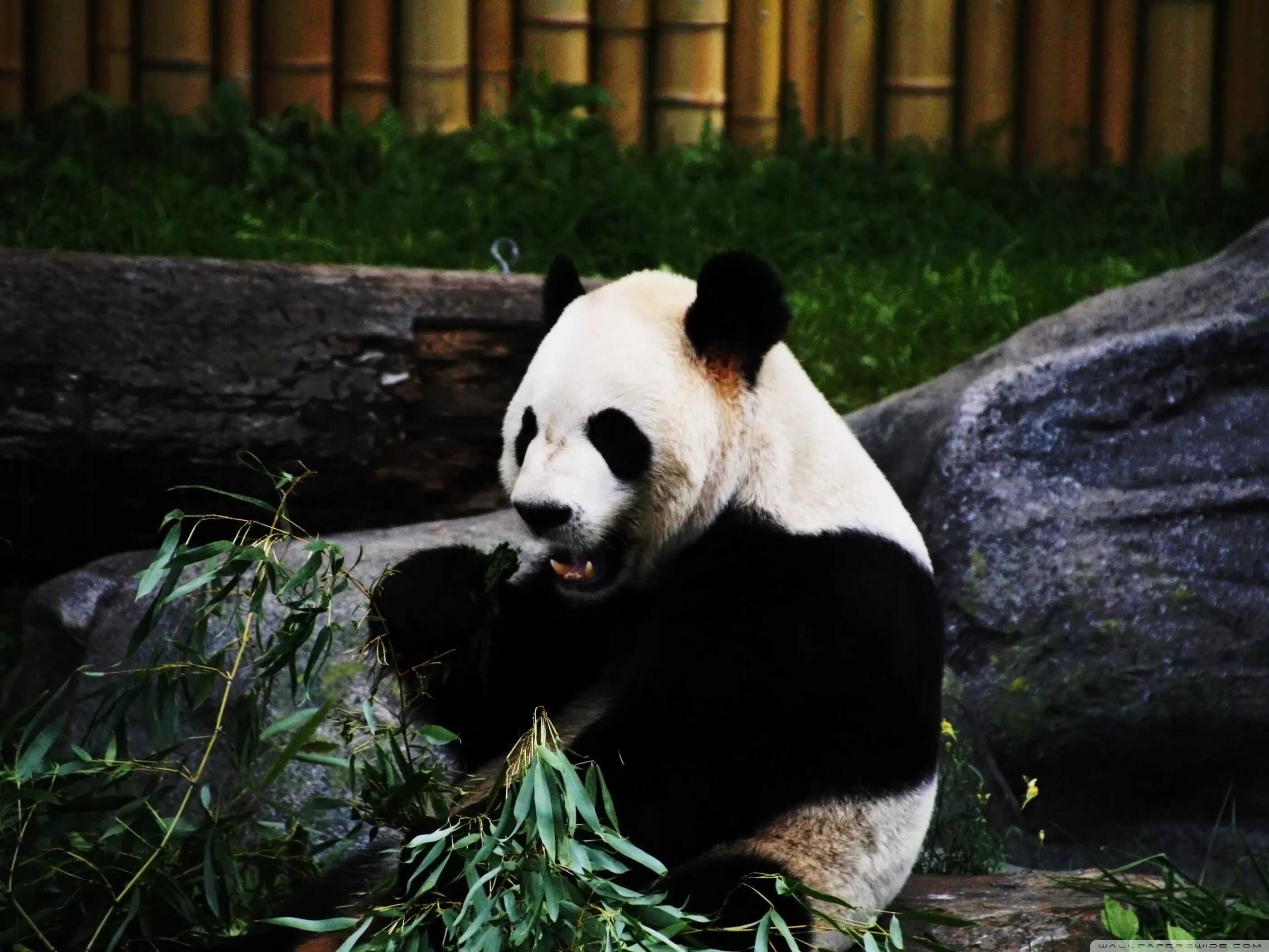 Pandas windows
