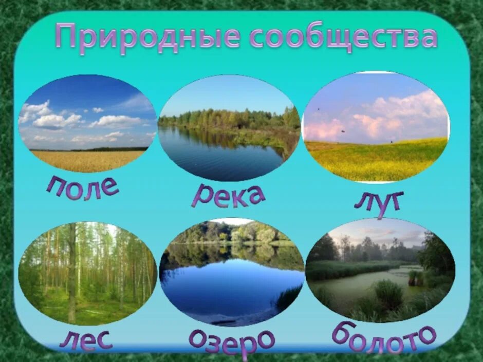 Природные сообщества 5 класс урок. Изображение природных сообществ. Природные сообщества для дошкольников в картинках. Природное сообщество рисунок. Картинки с изображением природных сообществ.