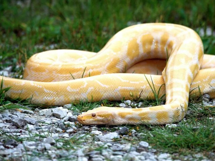 Yellow Rat Snake- Juveniles Rat snake, Snake, Beautiful snakes