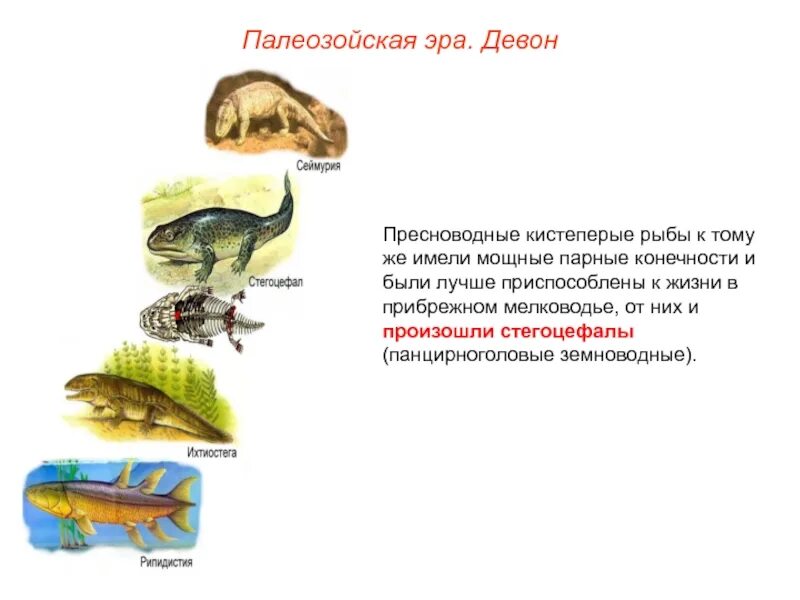 Палеозойская эра биология 9 класс. Палеозойская Эра схема. Палеозой периоды схема. Кистеперые рыбы палеозойской эры. Презентация на тему Палеозойская Эра.