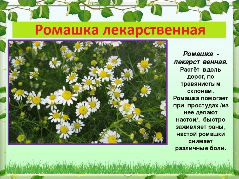 Травянистое растение 2 класс окружающий мир сообщение. Ромашка лекарственная описание растения. лекарственное растение рома. ромашка лечебная описание. ромашка описание растения.