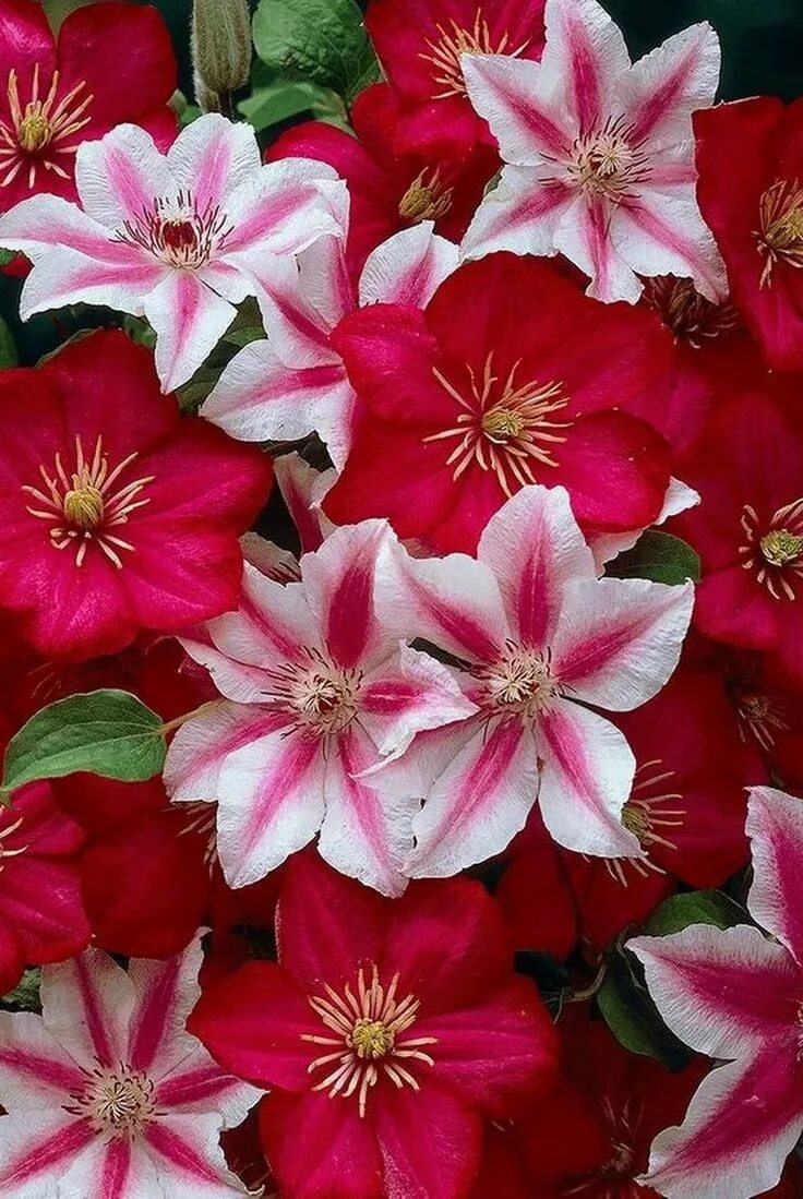 Клематис микс. Клематис классика. клематис классическая пара. клематис so many red flowers (соу мени ред флауэрс).