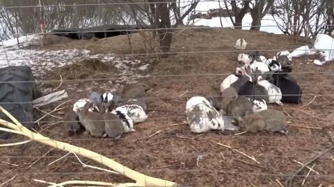 Кролики содержания видео