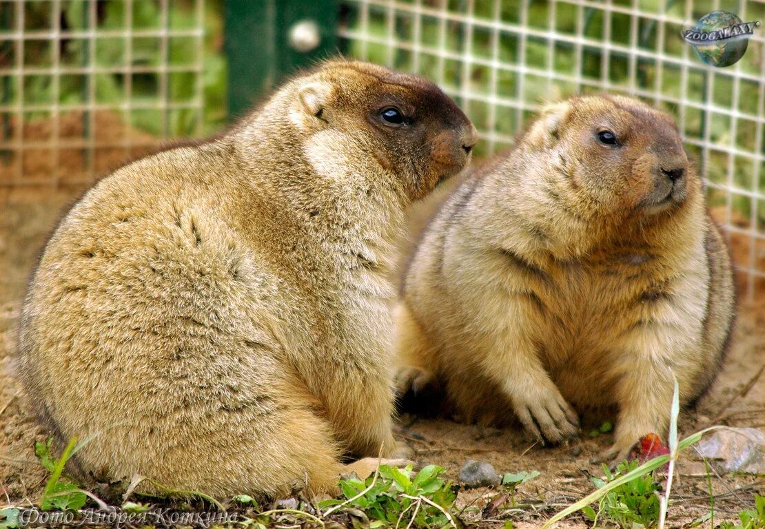 Степной сурок Байбак. Сурок Степной, Байбак (Marmota Bobak). Сурок Байбак Европейский. Marmot, Байбак, сурок. Кто такой байбак