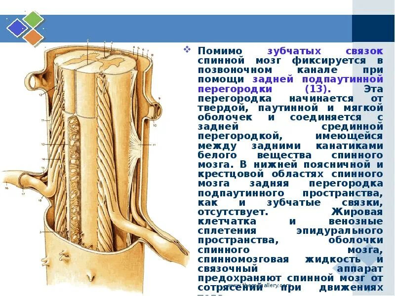 Сухожилия в спинном мозге