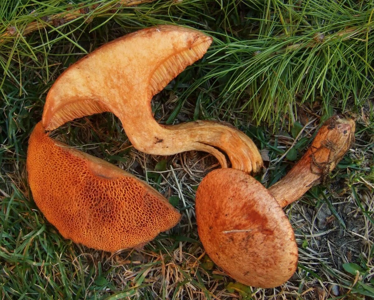 Масленок рыже-красный (Suillus tridentinus. Масленок рыжий (Suillus collinitus). Оранжевый гриб ложный масленок. Рыжики и маслята. Рыжики летом