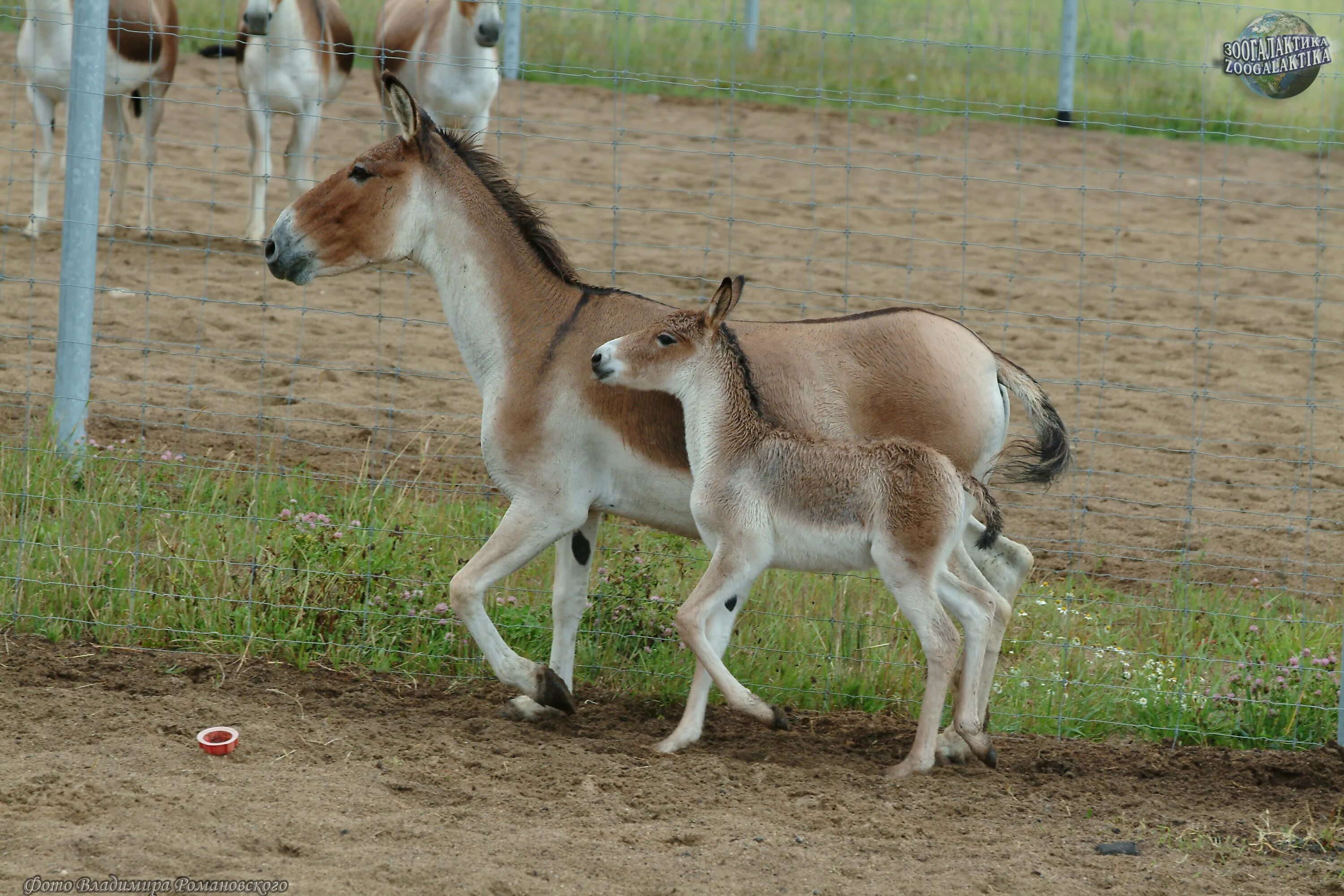 Кулан область. Кианг (Equus Kiang). Тибетский Кианг. Дикий осел Кианг. Кианг Московский зоопарк.