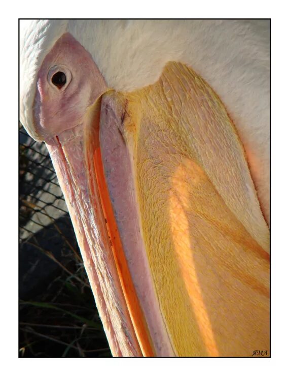 Клюв пеликана. Пеликан с полным клювом. Окраска пеликана.