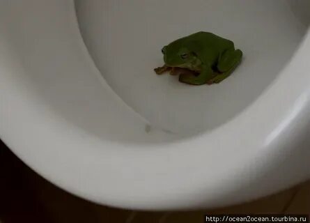 8 какает
