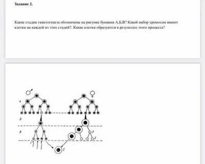 Какие стадии гаметогенеза обозначены на рисунке буквами