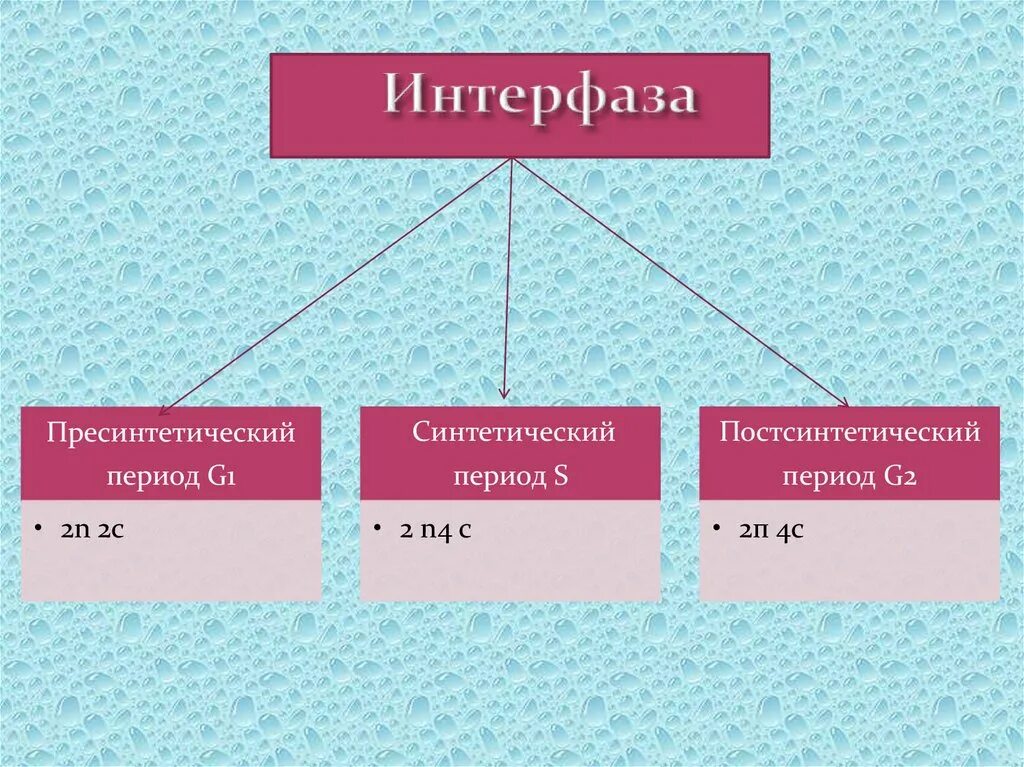 Интерфаза пресинтетический синтетический постсинтетический. Пресинтетический период интерфазы рисунок. Интерфаза предсинтетический. Синтетический период интерфазы. 3 этапа интерфазы