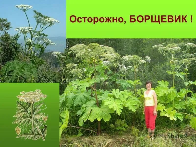 От какой травы можно получить ожог