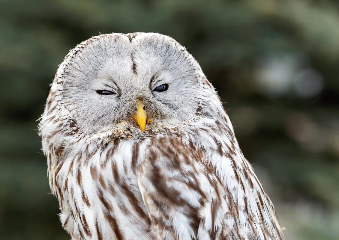 похожий на сову. сова похожая на филина. сова похожая на филина. птица похожая на сову. птица похожая на сову.