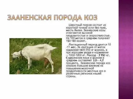 Описание пород коз