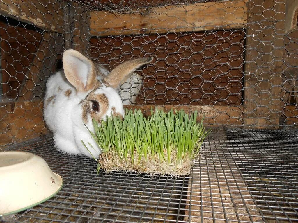 Можно ли кролику кушать. Сено для кроликов декоративных. Кормовой кролик. Зерно для кроликов. Еда для кроликов.