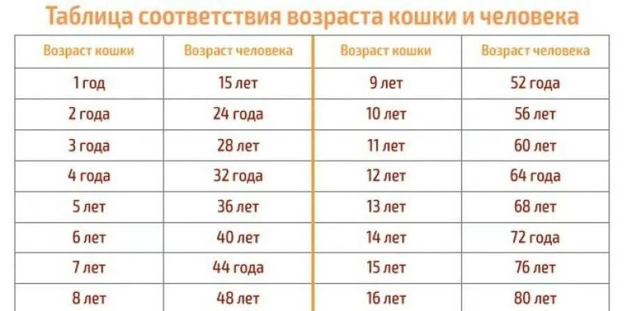 Как определить возраст кошки по человеческим. Возраст кошки и человека соотношение таблица. соответствие возраста кота и человека таблица. соотношение кошачьего и человеческого возраста. кошачий возраст.