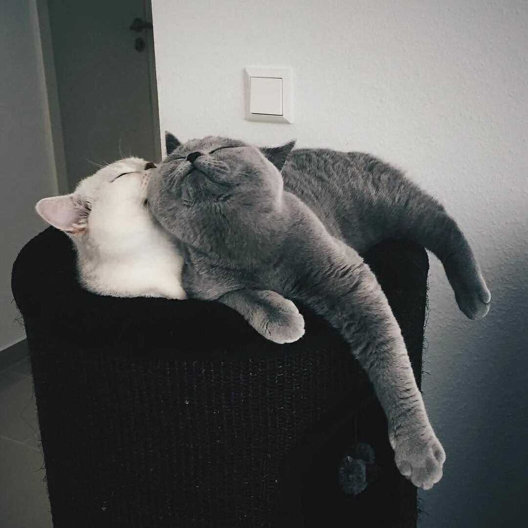 Рядом со мной кот. Кошки тьмок. я люблю обнимашки. котики обнимаются пикчи. маленький котик обнимает большого.