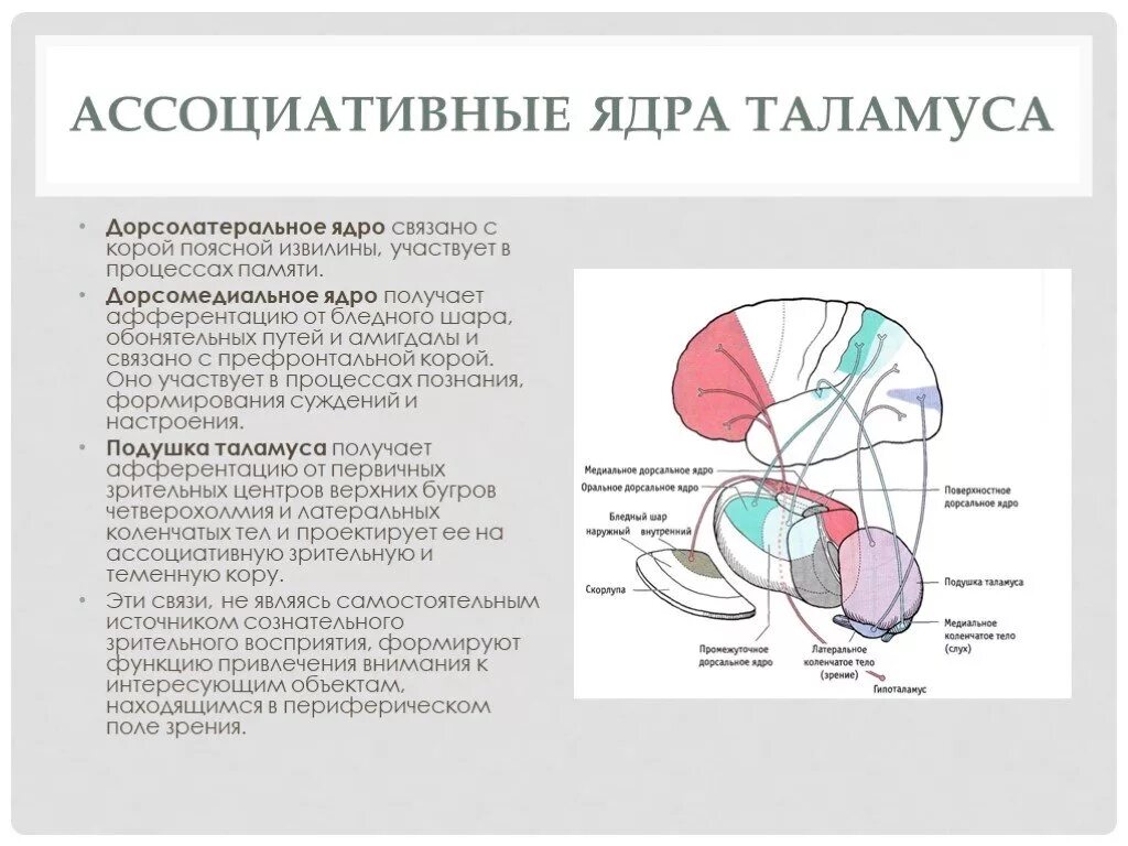 Моторные ядра таламуса функции. Ядра таламуса анатомия функция. Заднее вентральное ядро таламуса. Медиальные ядра таламуса функции. Что такое таламус