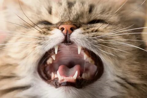 Резцы кота
