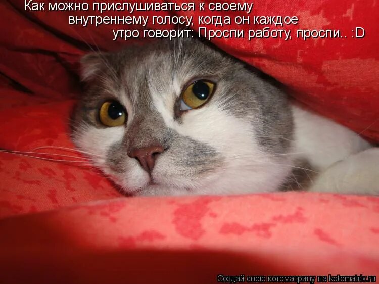 Человек который может выслушать высказывания. Мочь прислушиваться. Цитаты про голос. Женщина ветеринар внимательно выслушает любую скотину плакат. Мочь прислушиваться.