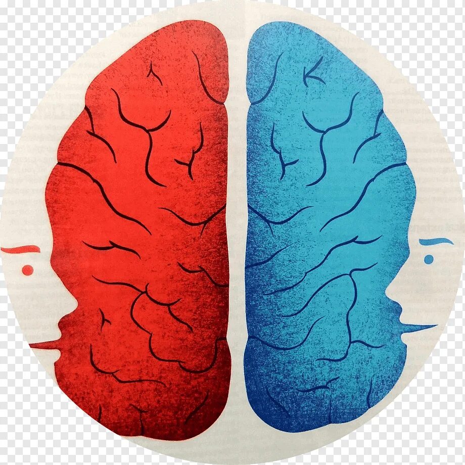 Split brain. Полушария мозга. Восприятие мозга. Левое полушарие мозга. Правое полушарие.