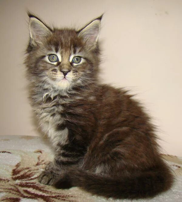 Котята мейн-кун 1. Котята мейн-кун 1. Кун 1 5. Мейн кун котенок рыжий 7 месяцев. Кун 1 5.