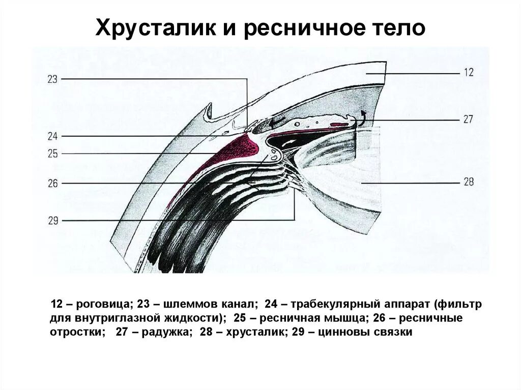 Функция ресничной мышцы