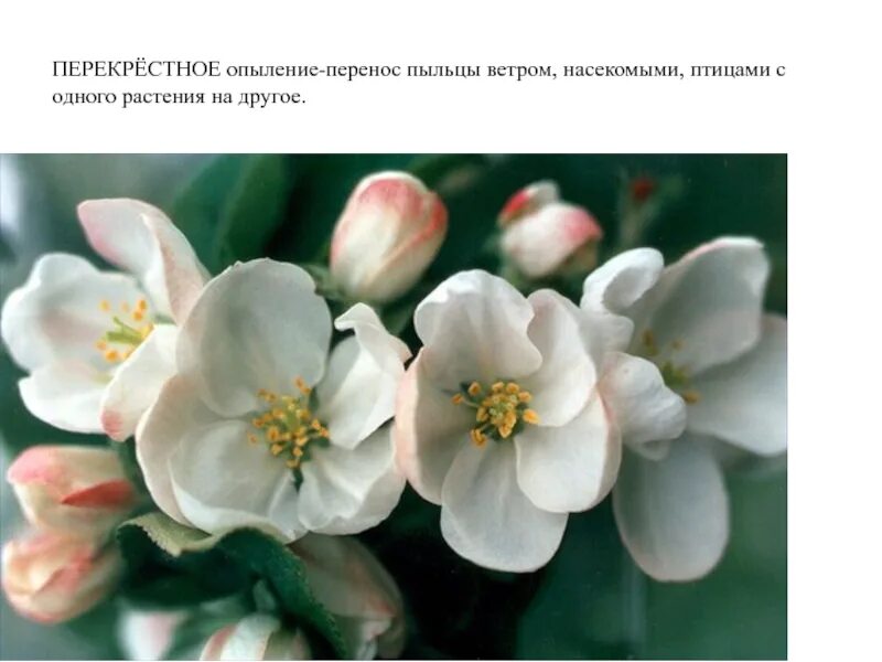 Яблоня покрытосеменные. Покрытосеменные яблоня. Яблоня покрытосеменные. Описание яблока. Яблоня двудольное.