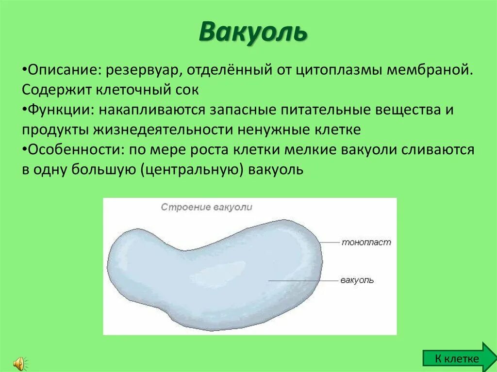 Какая вакуоль в растительной клетке. Вакуоль клетки 5 класс биология. Вакуоль строение 5 класс биология. Структура и функции вакуоли. Вакуоли строение и функции 10 класс.