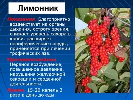 Лимонник повышает или понижает давление