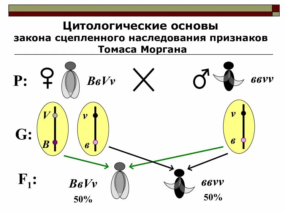 Сцепленное наследование полное сцепление. Моргана. Особенности сцепленного наследования. Закономерности наследования т. Закон томаса моргана сцепленное наследование.