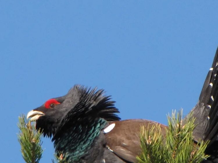 глухариные зори. весна глухарь. таежный глухарь. тетерев в тайге. гифки глухариная заря.