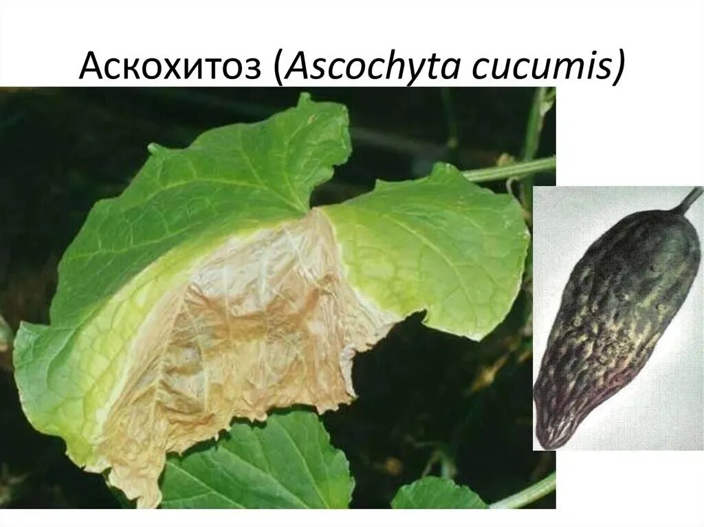 Парша на огурцах