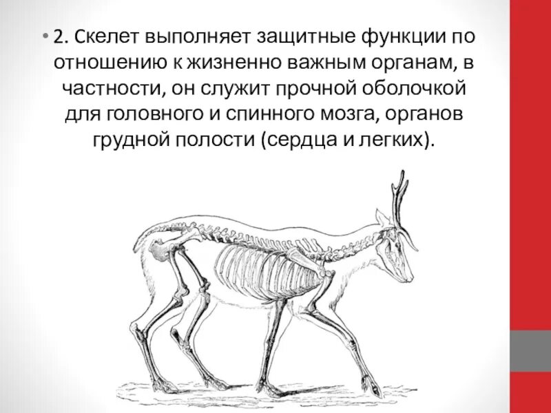 Функции скелета животных. Скелет Северного оленя. Скелет выполняет функции. Какие функции выполняет скелет животных.