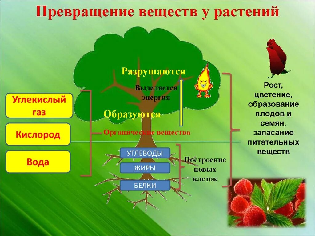 Дыхание происходит во всех живых клетках. Обмен вещест у расткрмей. Обмен веществ у растений. Обмен веществ и энергии у растений. Схема обмена веществ у растений.