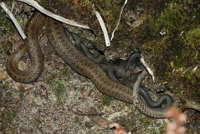 Snakes are dangerous. Яйцеживорождение гадюка. Рождение змеи в природе. Рождение гадюки обыкновенной.