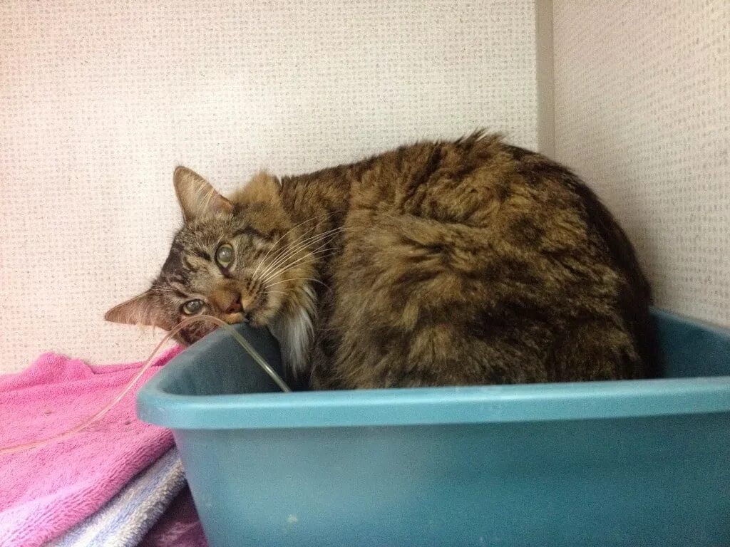 Кот с больными почками. Худой кот. Проблемы с почками у кота. Острая почечная недостаточность у котят симптомы. Анатомия мочевой системы у кота.