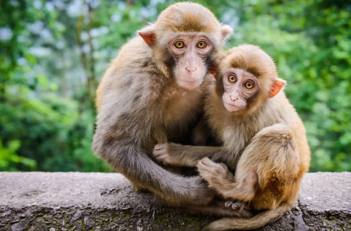 Макаки шимпанзе. Мартышковые приматы. Обезьяна примат. Обезбян. Мартышковые обезьяны.