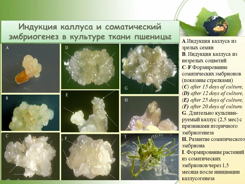 Соматический эмбриогенез у каллусов. Соматический эмбриогенез регенерация. Соматические зародыши это. Морфогенный каллус. Соматические зародыши.