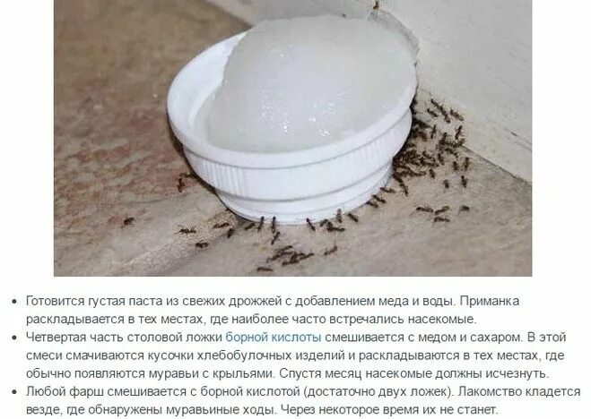 Отрава от муравьев в квартире. Отрава для муравьев с борной кислотой. Борная кислота и муравьи. Против муравьев в огороде средства. Рецепт отравы от муравьев.